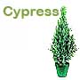 Cypress Trees