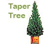 Tapered Oregon Fir Trees in containers